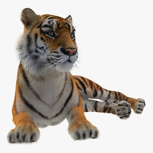 Lying Tiger with Fur