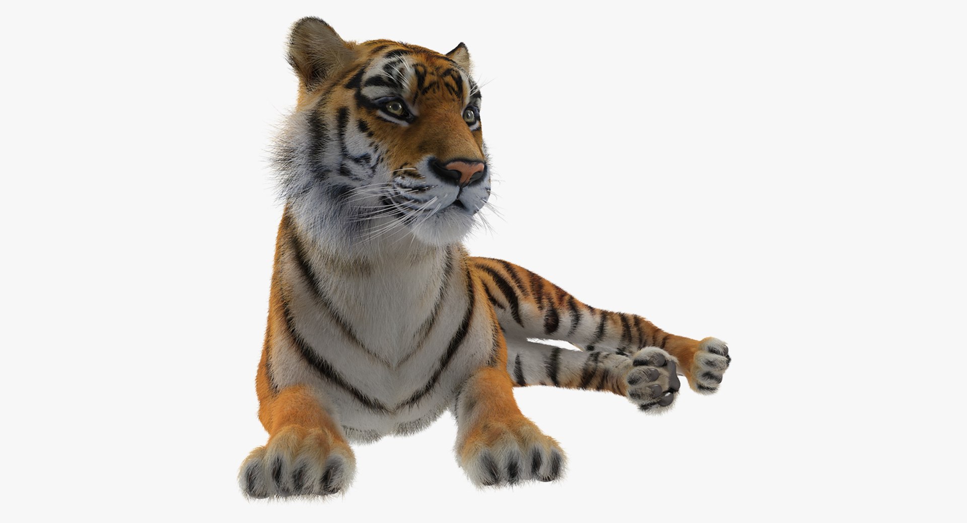 Lying Tiger with Fur 3D model preview
