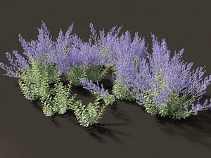 Perovskia atriplicifolia - Russian sage 3D model