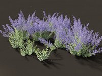 Perovskia atriplicifolia - Russian sage