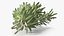 3D Rosemary Sheaf