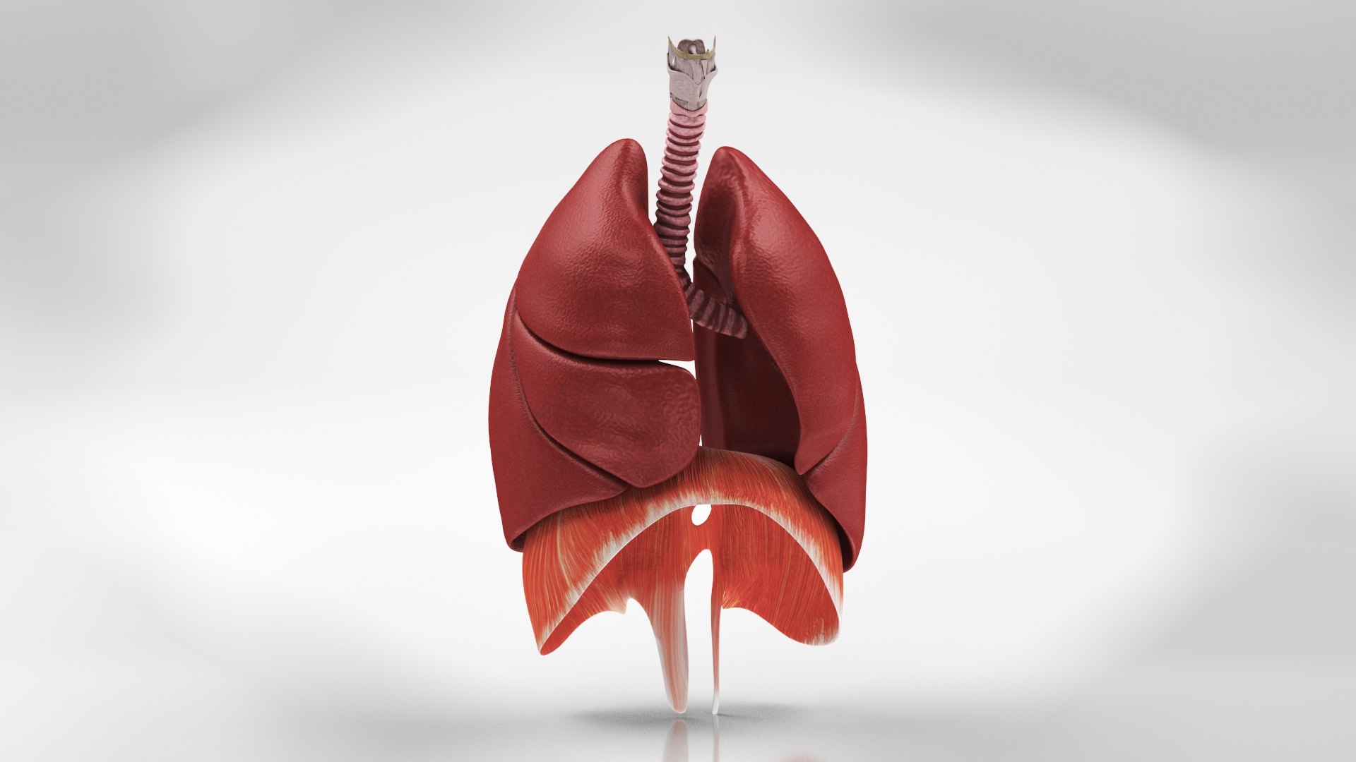 10 Anatomical human organs in body 3D model https://p.turbosquid.com/ts-thumb/yq/FXPsuU/05/anatomylungs3/jpg/1657717741/1920x1080/fit_q87/8c4575bcc8857b7b1df6f07b758d5286379cc3db/anatomylungs3.jpg