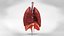 10 Anatomical human organs in body