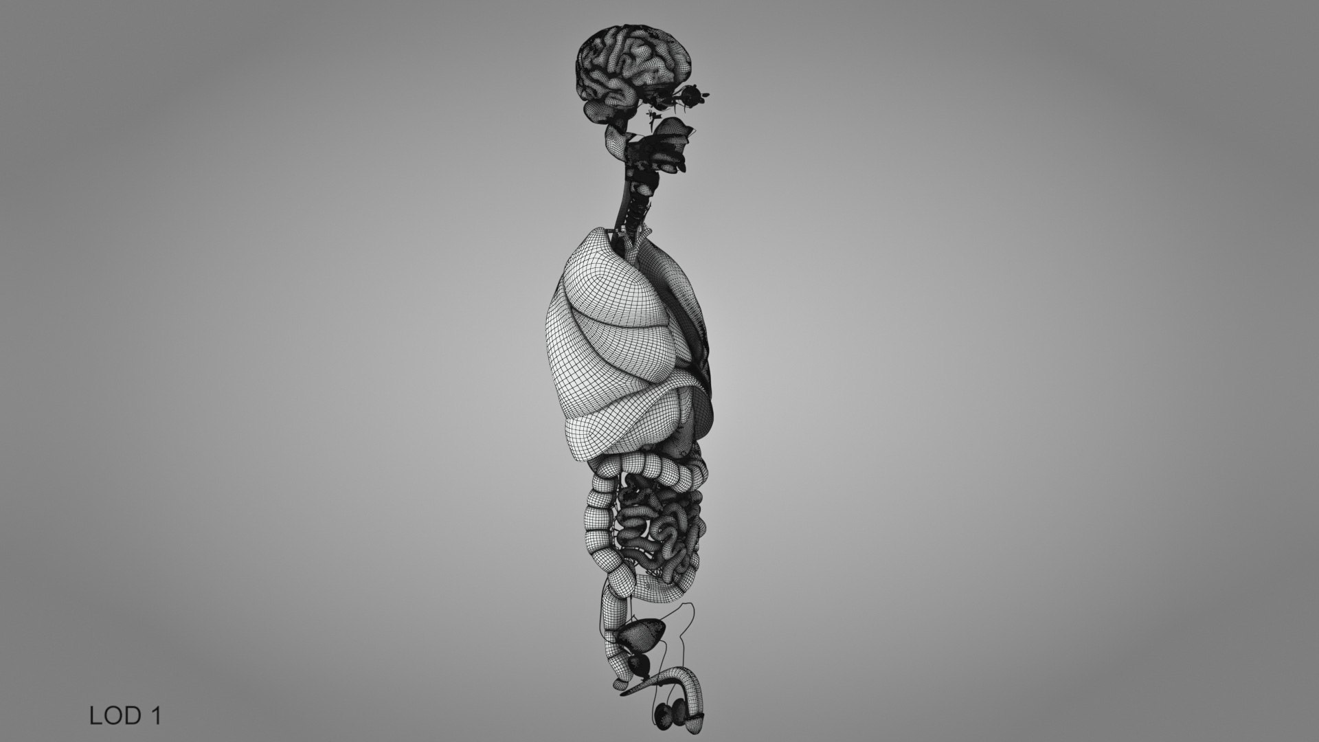 10 Anatomical human organs in body 3D model https://p.turbosquid.com/ts-thumb/yq/FXPsuU/10/humanorgansheartliverstomachbrain_00018/jpg/1657712259/1920x1080/fit_q87/ac8ac2ac9415f1261e186af93b22b9cf8a6344f0/humanorgansheartliverstomachbrain_00018.jpg