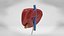 10 Anatomical human organs in body