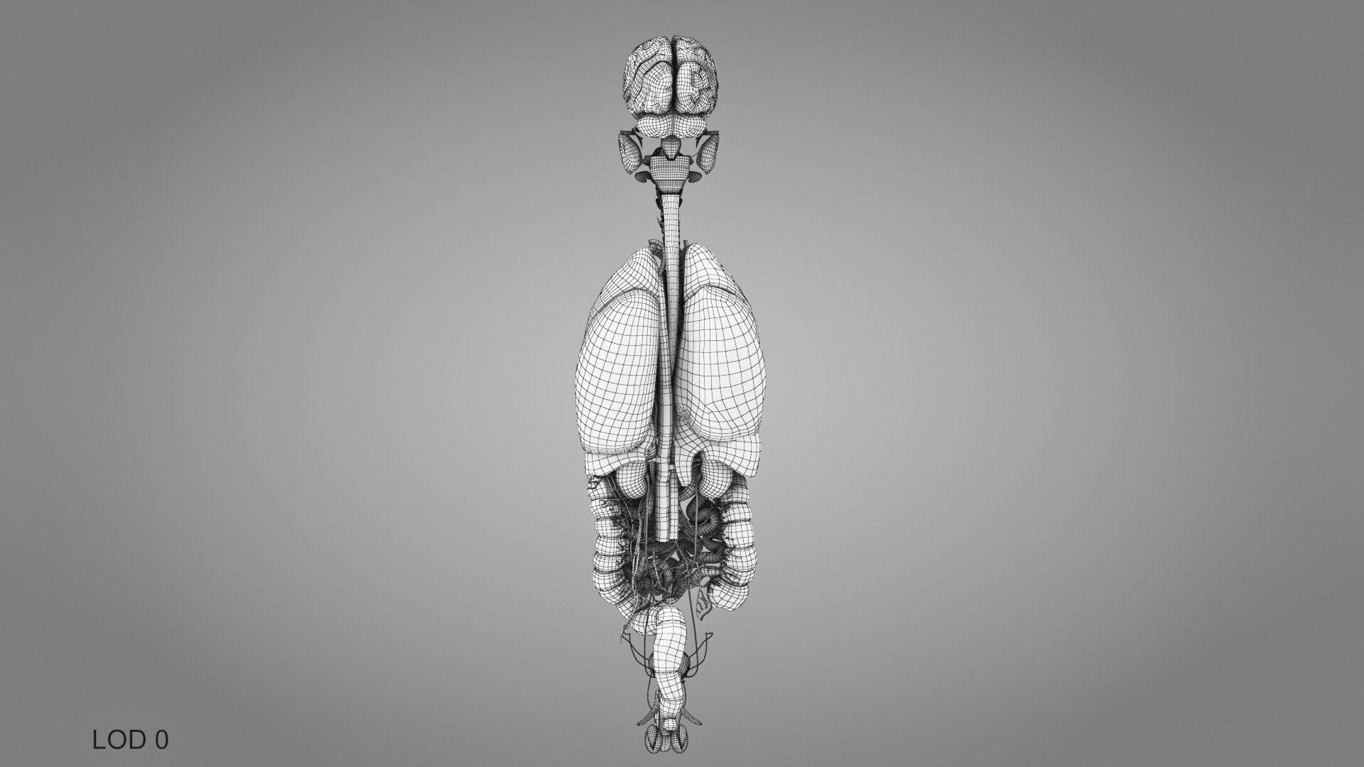 10 Anatomical human organs in body 3D model https://p.turbosquid.com/ts-thumb/yq/FXPsuU/1m/humanorgansheartliverstomachbrain_00025/jpg/1657712270/1920x1080/fit_q87/5029b0b3b26192bac86f651e563f4ef091fef145/humanorgansheartliverstomachbrain_00025.jpg