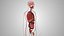 10 Anatomical human organs in body
