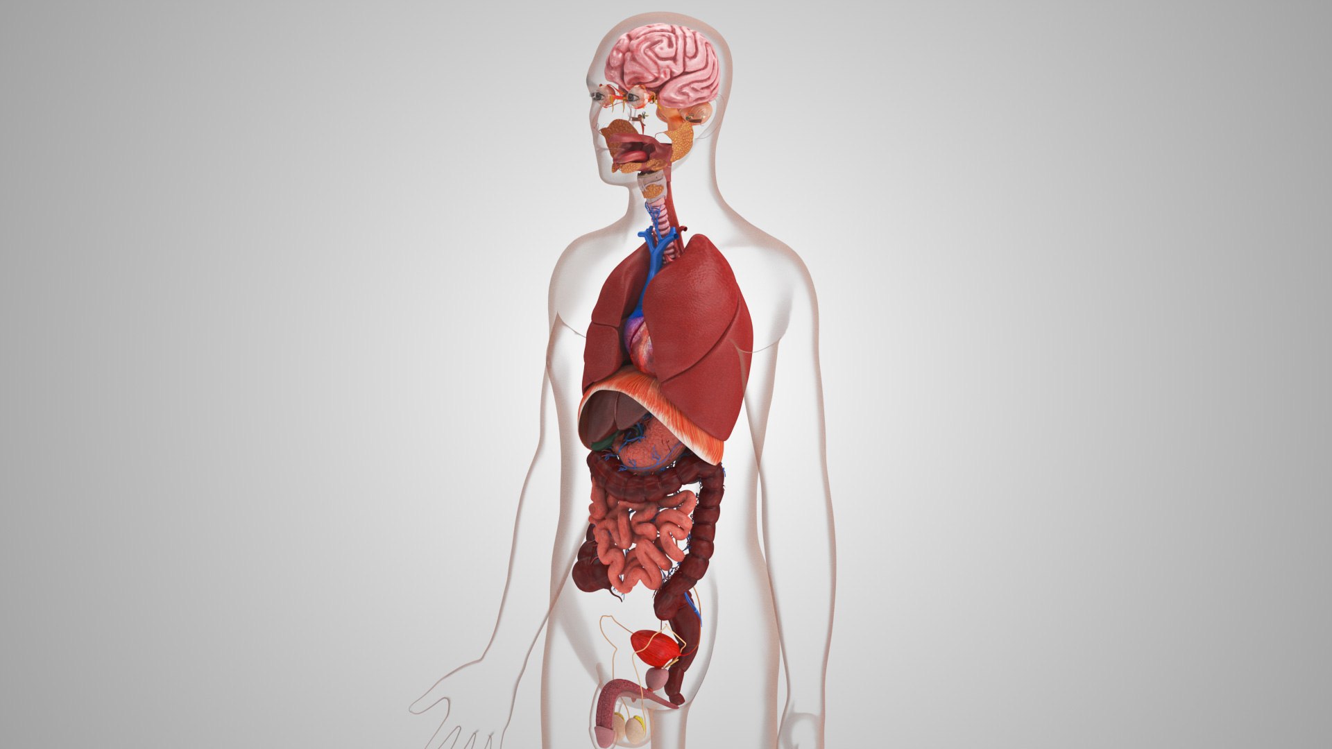 10 Anatomical human organs in body 3D model https://p.turbosquid.com/ts-thumb/yq/FXPsuU/2x/humanorgansheartliverstomachbrain_00041/jpg/1657712149/1920x1080/fit_q87/3241fd0d21e72756b893cfe5e0405725f557d27c/humanorgansheartliverstomachbrain_00041.jpg