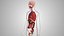 10 Anatomical human organs in body