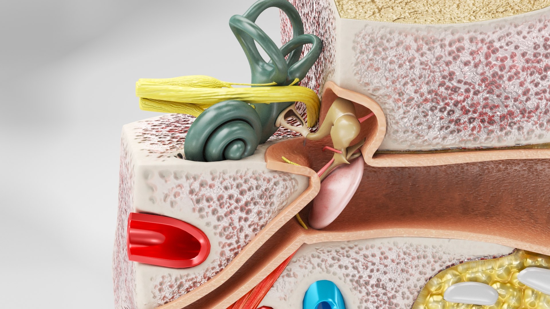 10 Anatomical human organs in body 3D model https://p.turbosquid.com/ts-thumb/yq/FXPsuU/3L/earanatomy5/jpg/1657717897/1920x1080/fit_q87/732b43b8b1e7af984f9cd82ad5cee997d9c1d537/earanatomy5.jpg