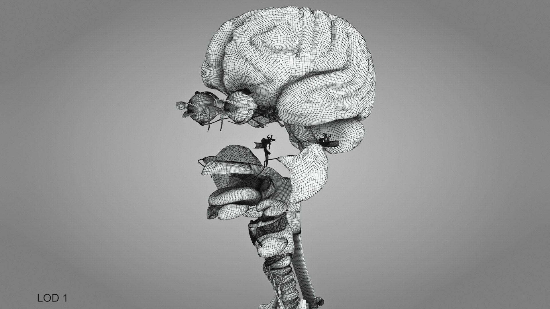 10 Anatomical human organs in body 3D model https://p.turbosquid.com/ts-thumb/yq/FXPsuU/4L/humanorgansheartliverstomachbrain_00020/jpg/1657712265/1920x1080/fit_q87/872fef03d3072662f6d9e7603e2dd6ac92653ce5/humanorgansheartliverstomachbrain_00020.jpg