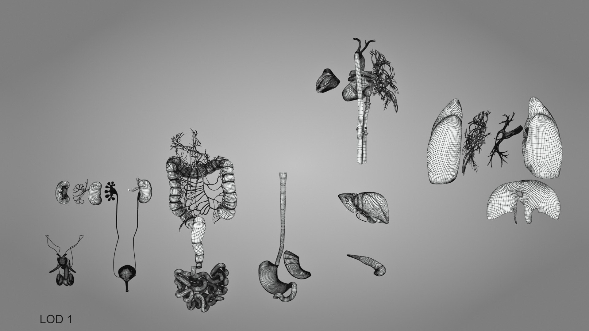 10 Anatomical human organs in body 3D model https://p.turbosquid.com/ts-thumb/yq/FXPsuU/7q/humanorgansheartliverstomachbrain_00012/jpg/1657712253/1920x1080/fit_q87/8d8e7c4ef2c307537836e2ca474589da1e79c880/humanorgansheartliverstomachbrain_00012.jpg