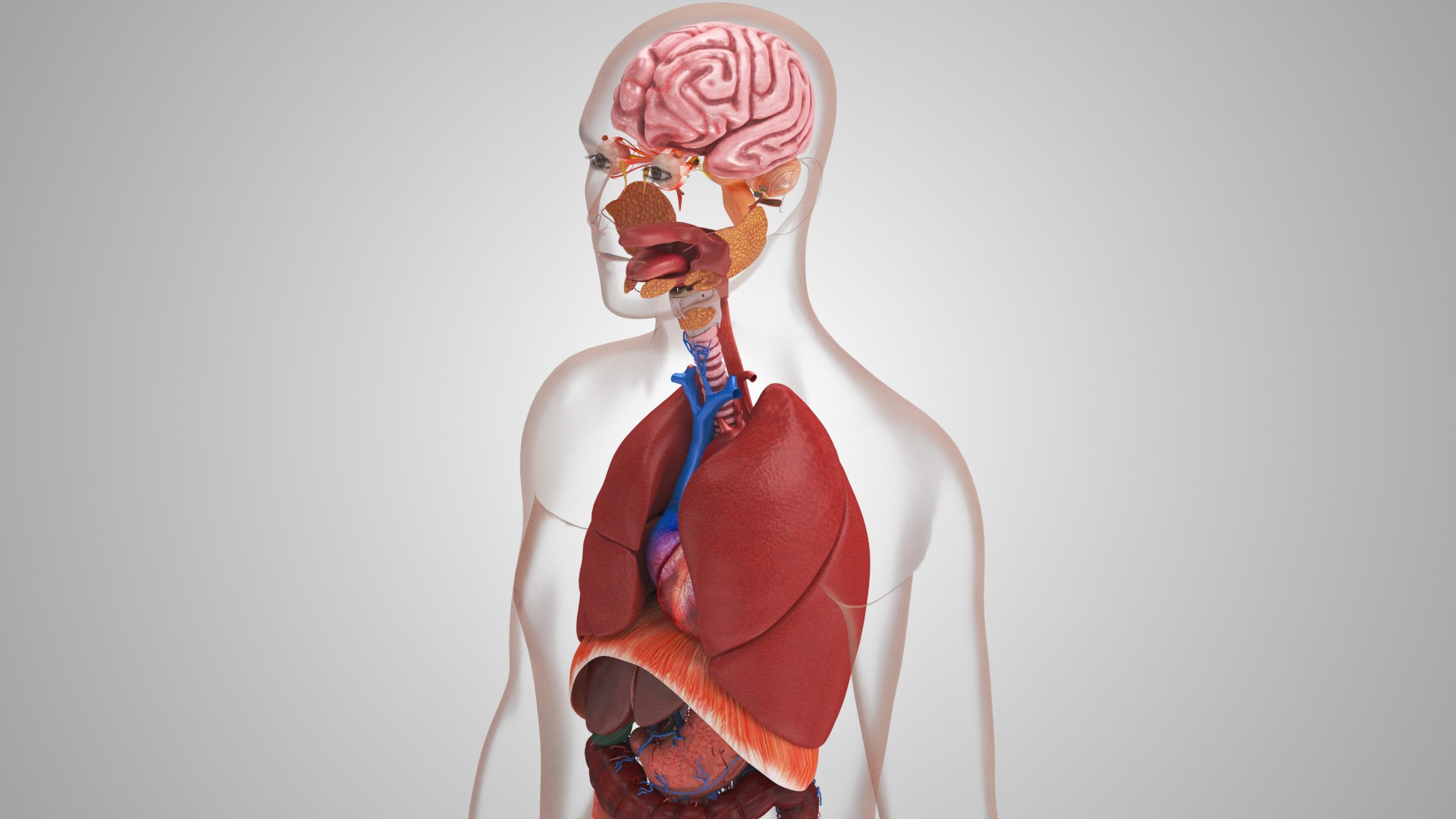 10 Anatomical human organs in body 3D model https://p.turbosquid.com/ts-thumb/yq/FXPsuU/8d/humanorgansheartliverstomachbrain_00032/jpg/1657712143/1920x1080/fit_q87/c68c8357eeeb7f4f49122a1c1d7805aa4898a761/humanorgansheartliverstomachbrain_00032.jpg