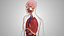 10 Anatomical human organs in body