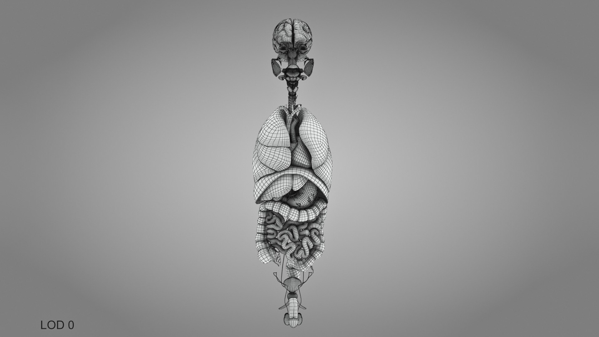 10 Anatomical human organs in body 3D model https://p.turbosquid.com/ts-thumb/yq/FXPsuU/9C/humanorgansheartliverstomachbrain_00029/jpg/1657712272/1920x1080/fit_q87/0d8eac9bb447cba8894912454873db509483ff61/humanorgansheartliverstomachbrain_00029.jpg