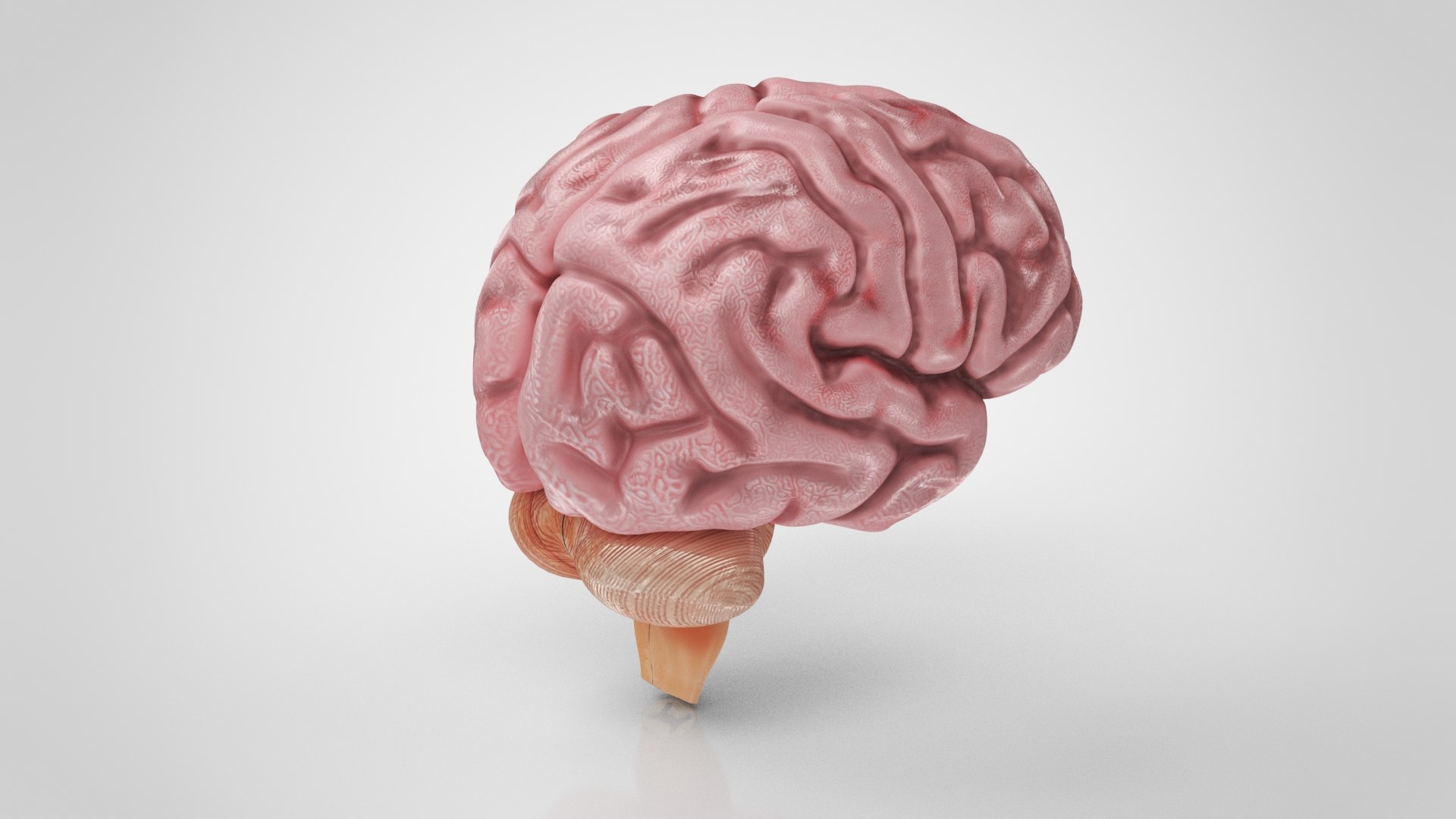 10 Anatomical human organs in body 3D model https://p.turbosquid.com/ts-thumb/yq/FXPsuU/AF/brainanatomy4/jpg/1657717664/1920x1080/fit_q87/afe4bdbf7e887ad3a27eb0657392b605cee8036c/brainanatomy4.jpg