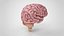 10 Anatomical human organs in body