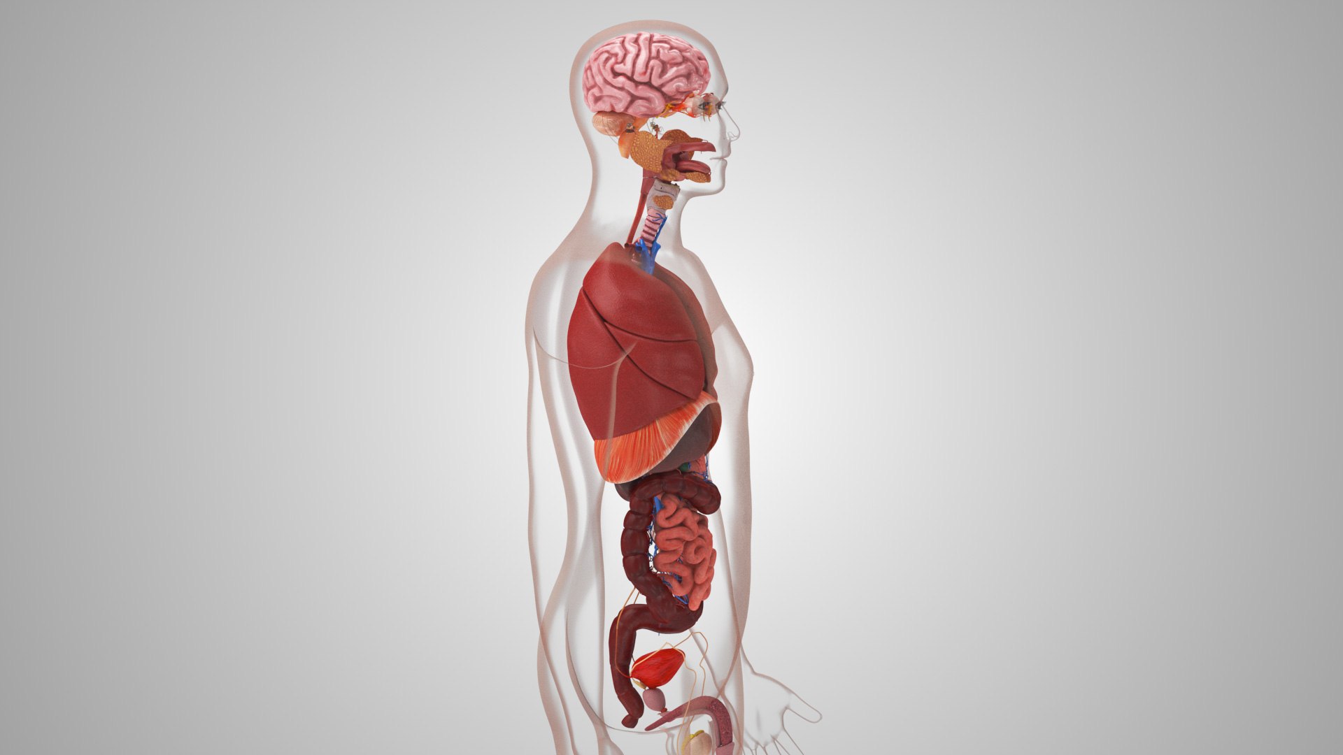 10 Anatomical human organs in body 3D model https://p.turbosquid.com/ts-thumb/yq/FXPsuU/DJ/humanorgansheartliverstomachbrain_00039/jpg/1657712147/1920x1080/fit_q87/7ded3d7f4d284b4339af5856512eb322e38b7b3e/humanorgansheartliverstomachbrain_00039.jpg