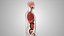 10 Anatomical human organs in body