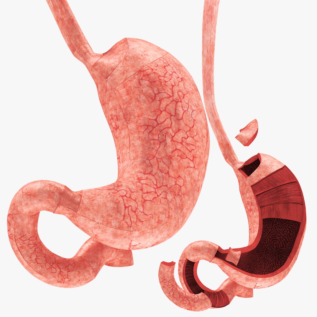 10 Anatomical human organs in body 3D model https://p.turbosquid.com/ts-thumb/yq/FXPsuU/DK/stomachwithanatomiccutsig/jpg/1657717991/1920x1080/fit_q87/3f88279445c76f9092453c89571fa6ac567f33ea/stomachwithanatomiccutsig.jpg