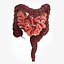 10 Anatomical human organs in body