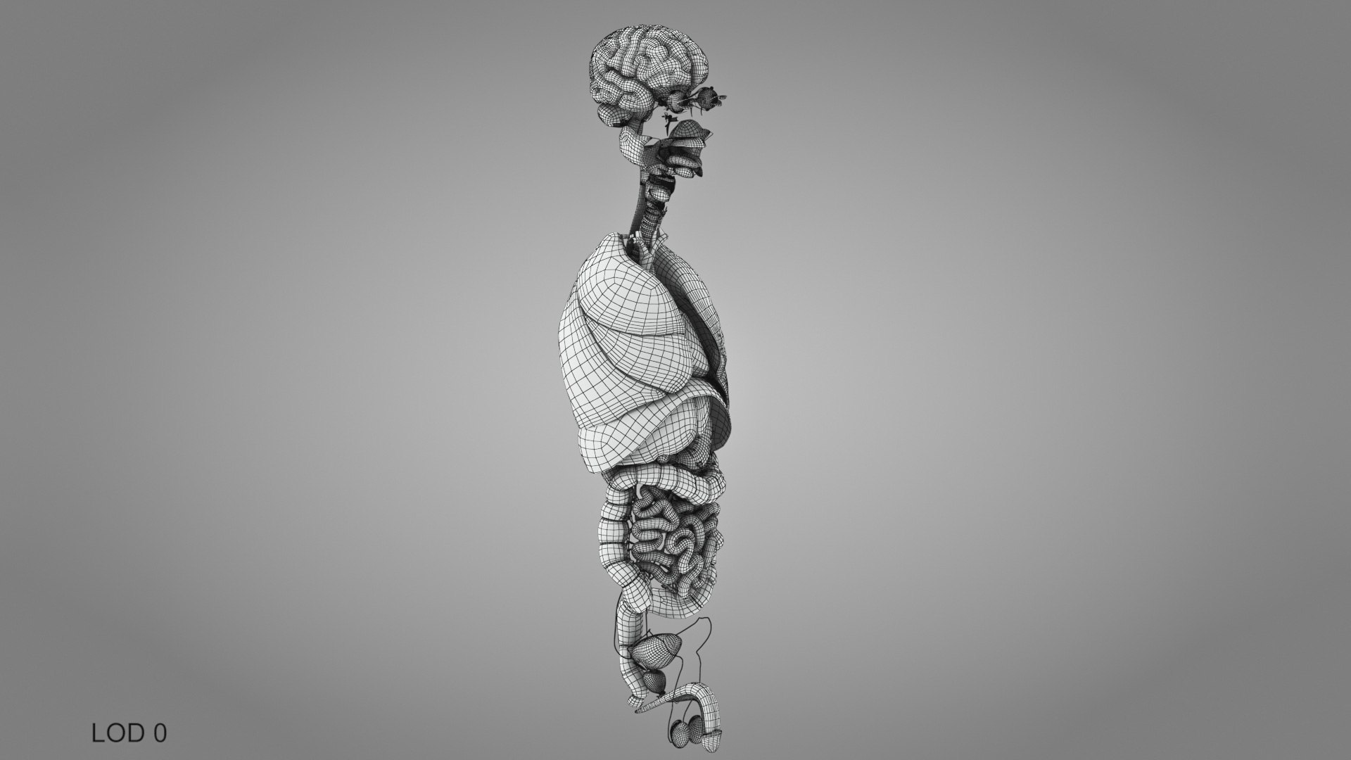 10 Anatomical human organs in body 3D model https://p.turbosquid.com/ts-thumb/yq/FXPsuU/FV/humanorgansheartliverstomachbrain_00017/jpg/1657712258/1920x1080/fit_q87/407ced490908b0484c9bf2640fefc7a1ab3d43c1/humanorgansheartliverstomachbrain_00017.jpg
