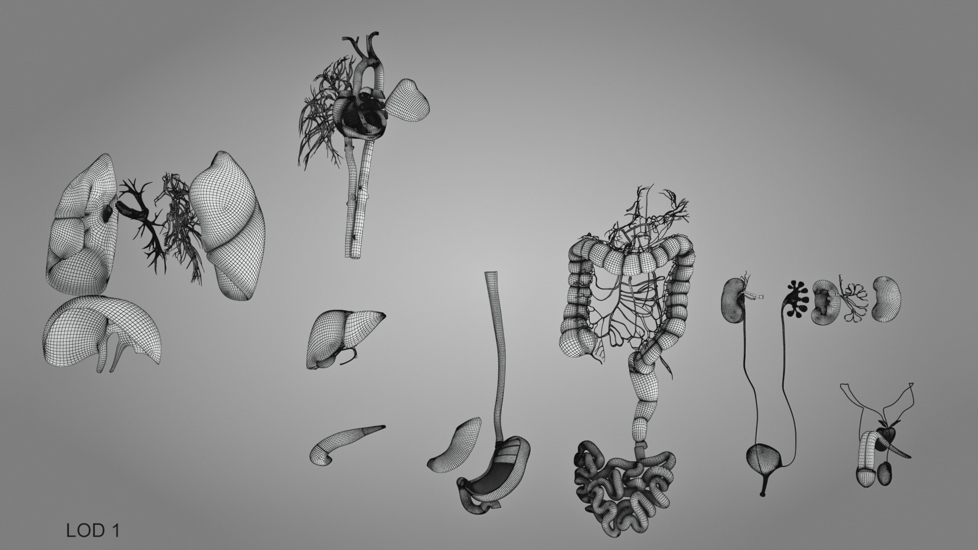 10 Anatomical human organs in body 3D model https://p.turbosquid.com/ts-thumb/yq/FXPsuU/Hx/humanorgansheartliverstomachbrain_00014/jpg/1657712255/1920x1080/fit_q87/0818084846c68b3ed29b2dce6fe7bd1a93d06be0/humanorgansheartliverstomachbrain_00014.jpg