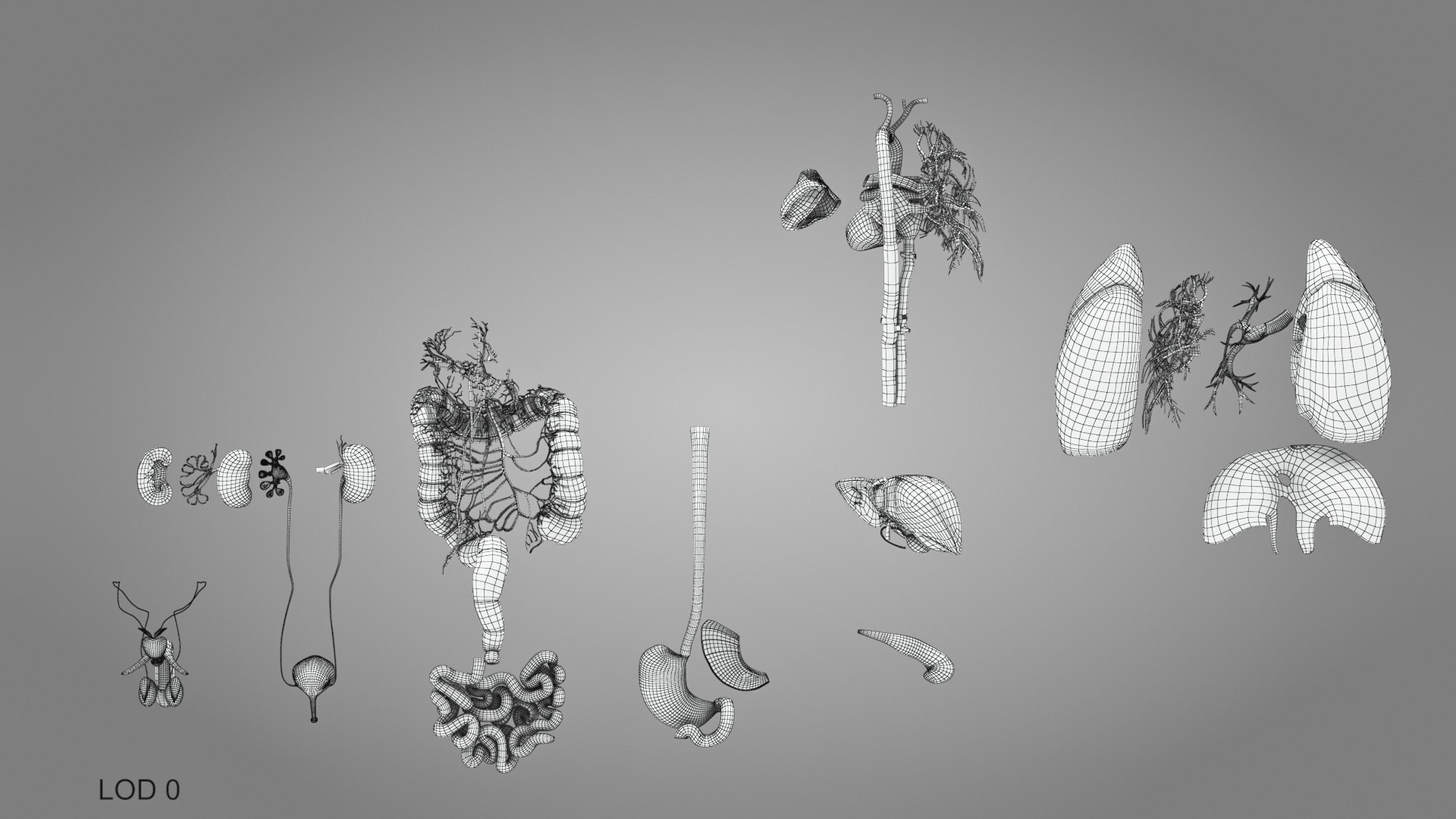 10 Anatomical human organs in body 3D model https://p.turbosquid.com/ts-thumb/yq/FXPsuU/Jy/humanorgansheartliverstomachbrain_00011/jpg/1657712251/1920x1080/fit_q87/4bc0ff2d7ed71ea9bcbf07cbf1101b65f5503e28/humanorgansheartliverstomachbrain_00011.jpg