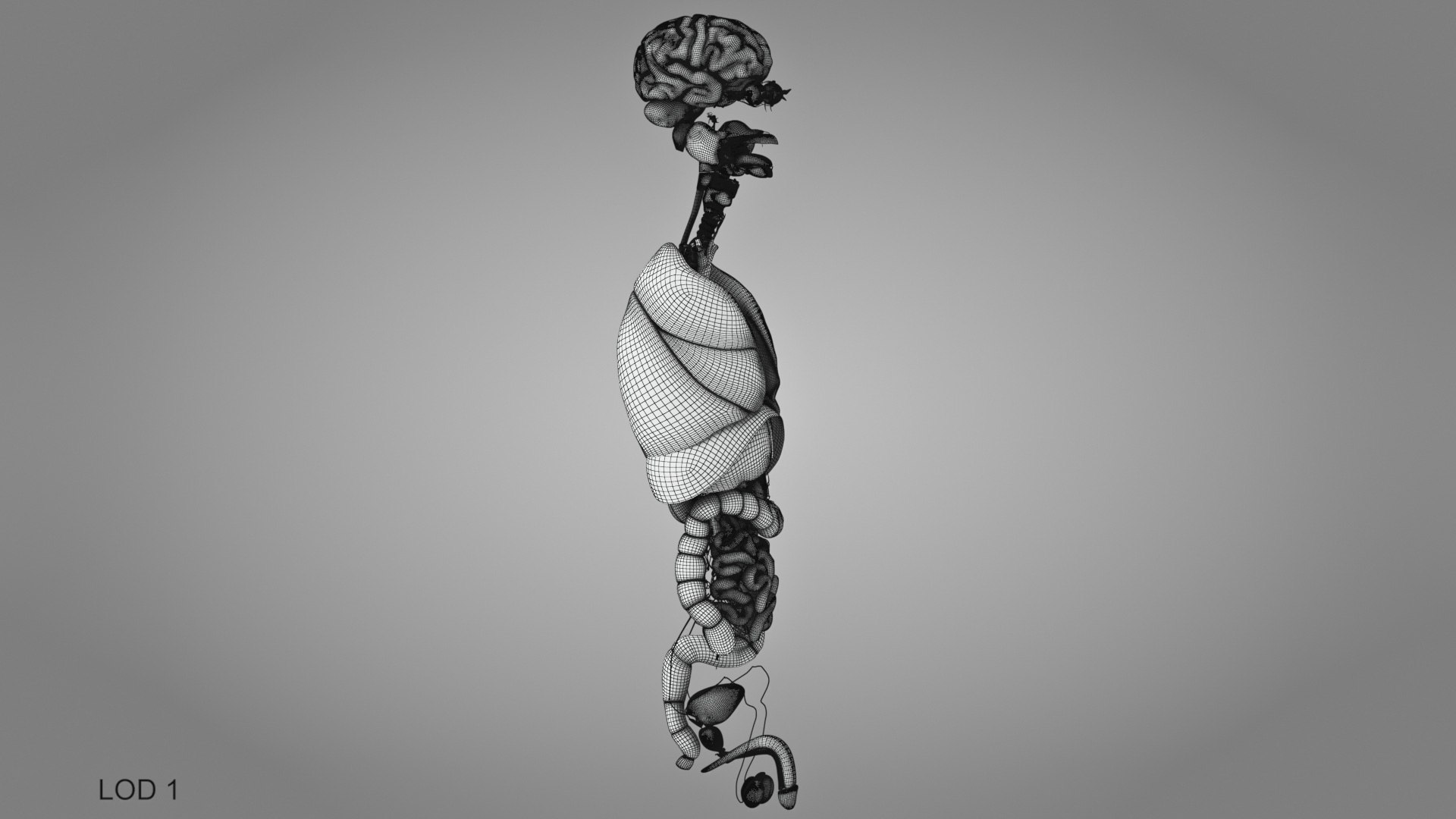 10 Anatomical human organs in body 3D model https://p.turbosquid.com/ts-thumb/yq/FXPsuU/KU/humanorgansheartliverstomachbrain_00028/jpg/1657712271/1920x1080/fit_q87/73f54e24b4743c9e689ec9e93b8840fd260c1523/humanorgansheartliverstomachbrain_00028.jpg