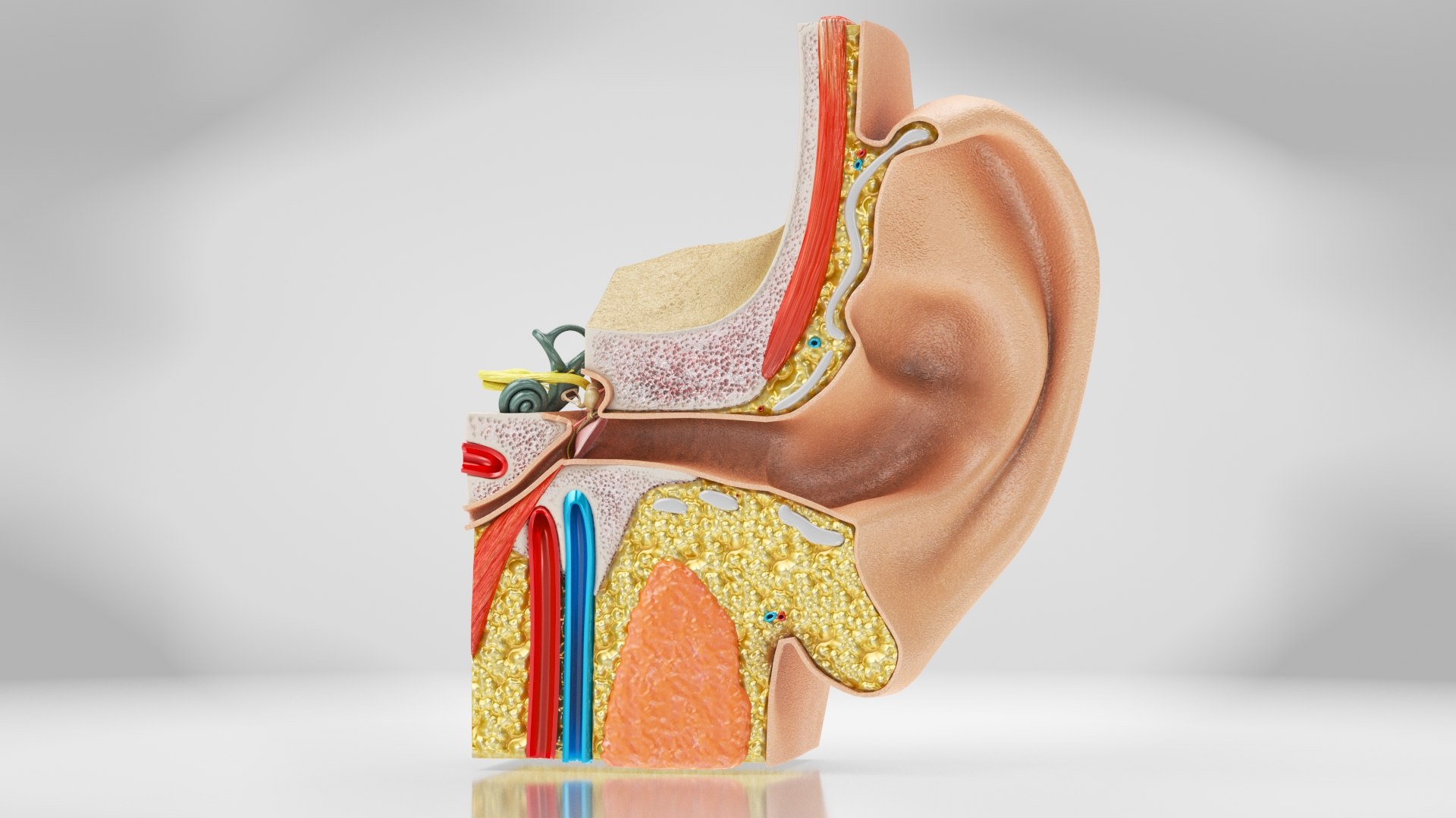 10 Anatomical human organs in body 3D model https://p.turbosquid.com/ts-thumb/yq/FXPsuU/Ke/earanatomy1/jpg/1657717895/1920x1080/fit_q87/2dfa466006aace13bddb67c543c83ebd51a2053b/earanatomy1.jpg