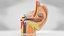 10 Anatomical human organs in body