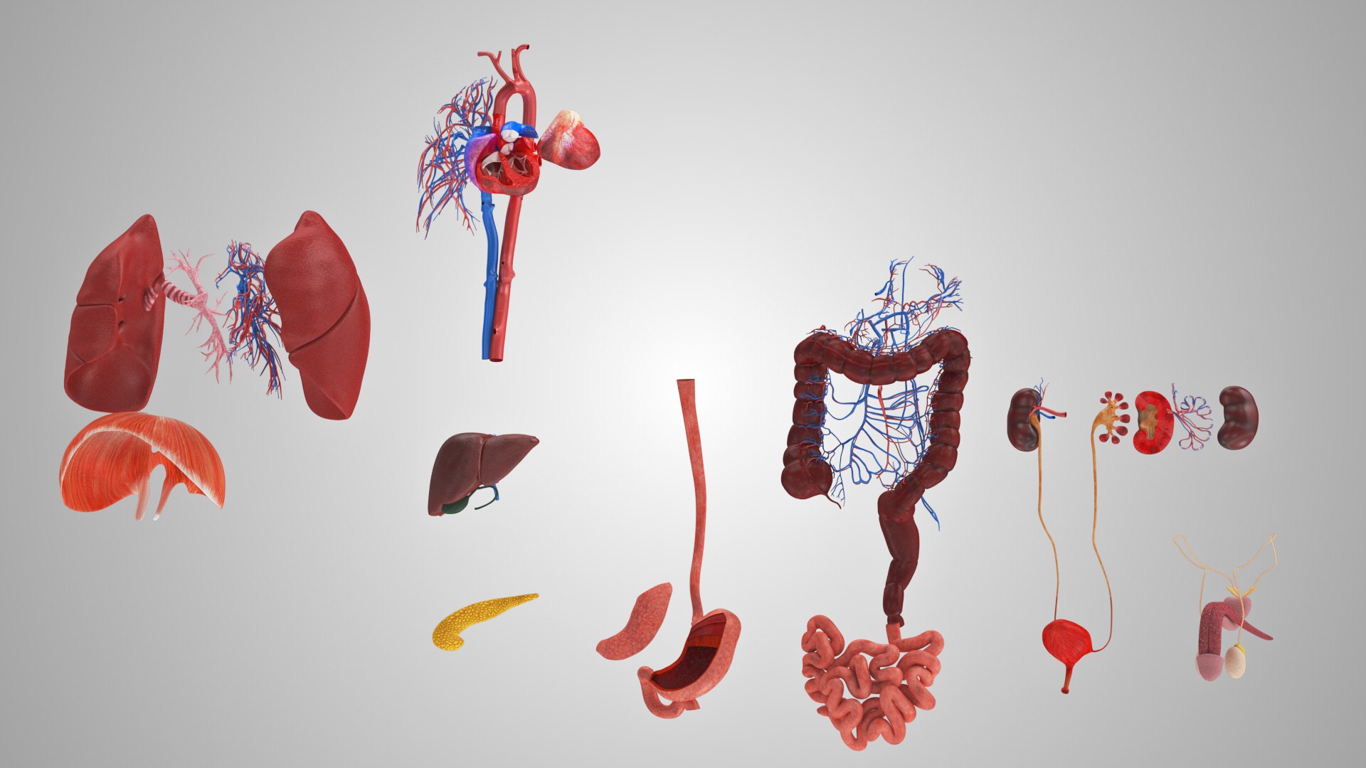 10 Anatomical human organs in body 3D model https://p.turbosquid.com/ts-thumb/yq/FXPsuU/LQ/humanorgansheartliverstomachbrain_00031/jpg/1657712144/1920x1080/fit_q87/c374d6dd05d8cb361d6c068364c5145447f0e081/humanorgansheartliverstomachbrain_00031.jpg