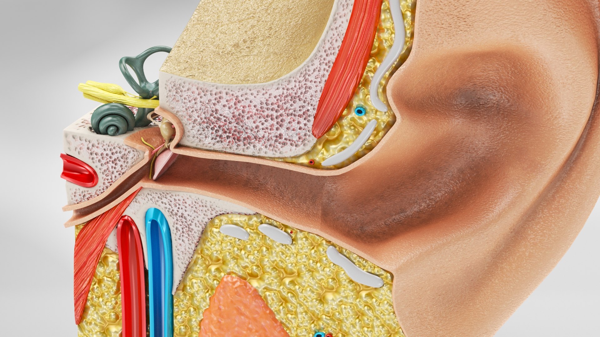 10 Anatomical human organs in body 3D model https://p.turbosquid.com/ts-thumb/yq/FXPsuU/M8/earanatomy7/jpg/1657717899/1920x1080/fit_q87/59a91f422d0eeeec55effe5dcf64cee23e6d5fdf/earanatomy7.jpg