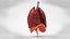 10 Anatomical human organs in body