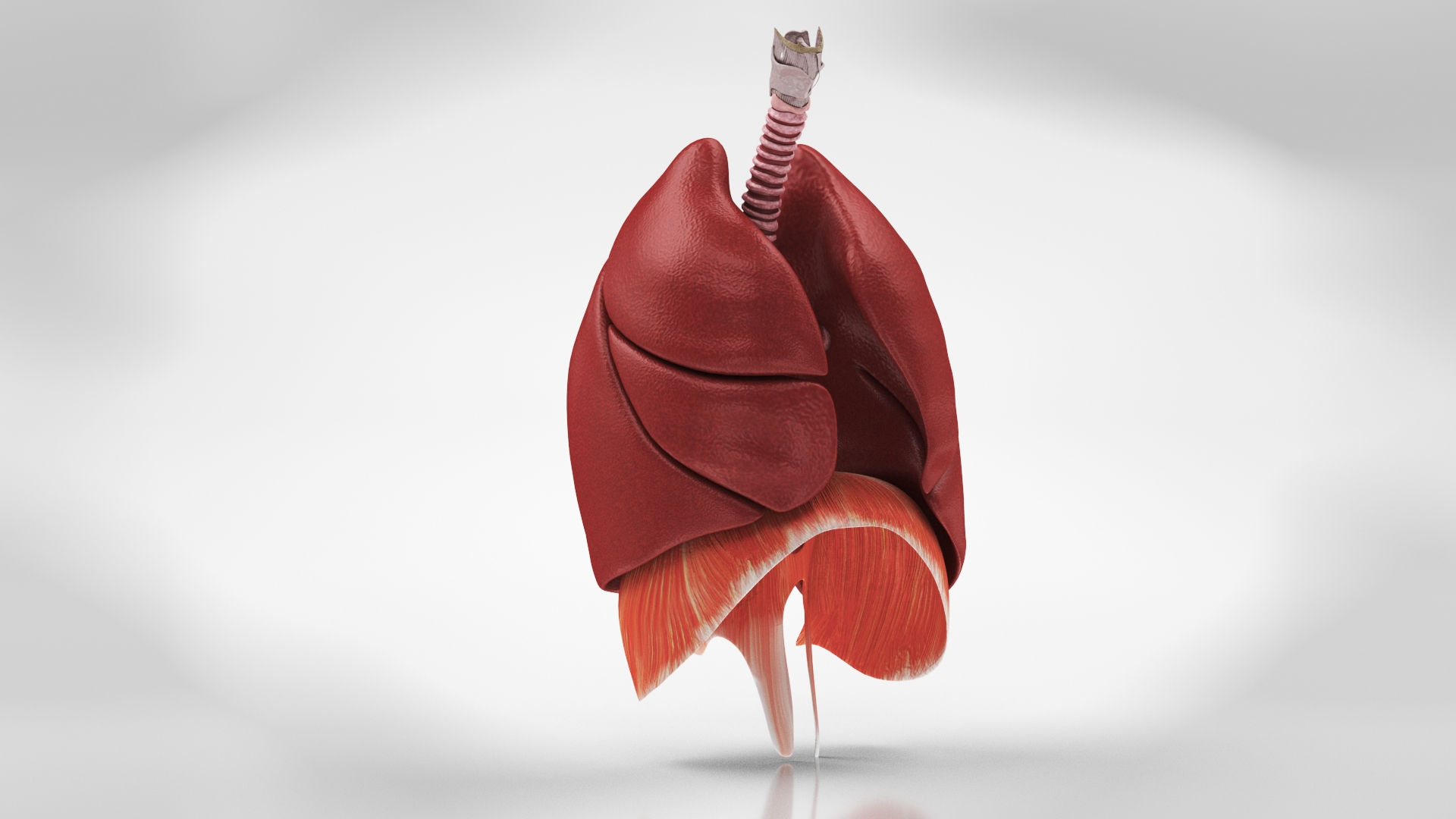 10 Anatomical human organs in body 3D model https://p.turbosquid.com/ts-thumb/yq/FXPsuU/P3/lungsturn/jpg/1657710601/1920x1080/turn_fit_q99/0f7eaa7c433d213e825c283cdd290b65d035b87e/lungsturn-1.jpg