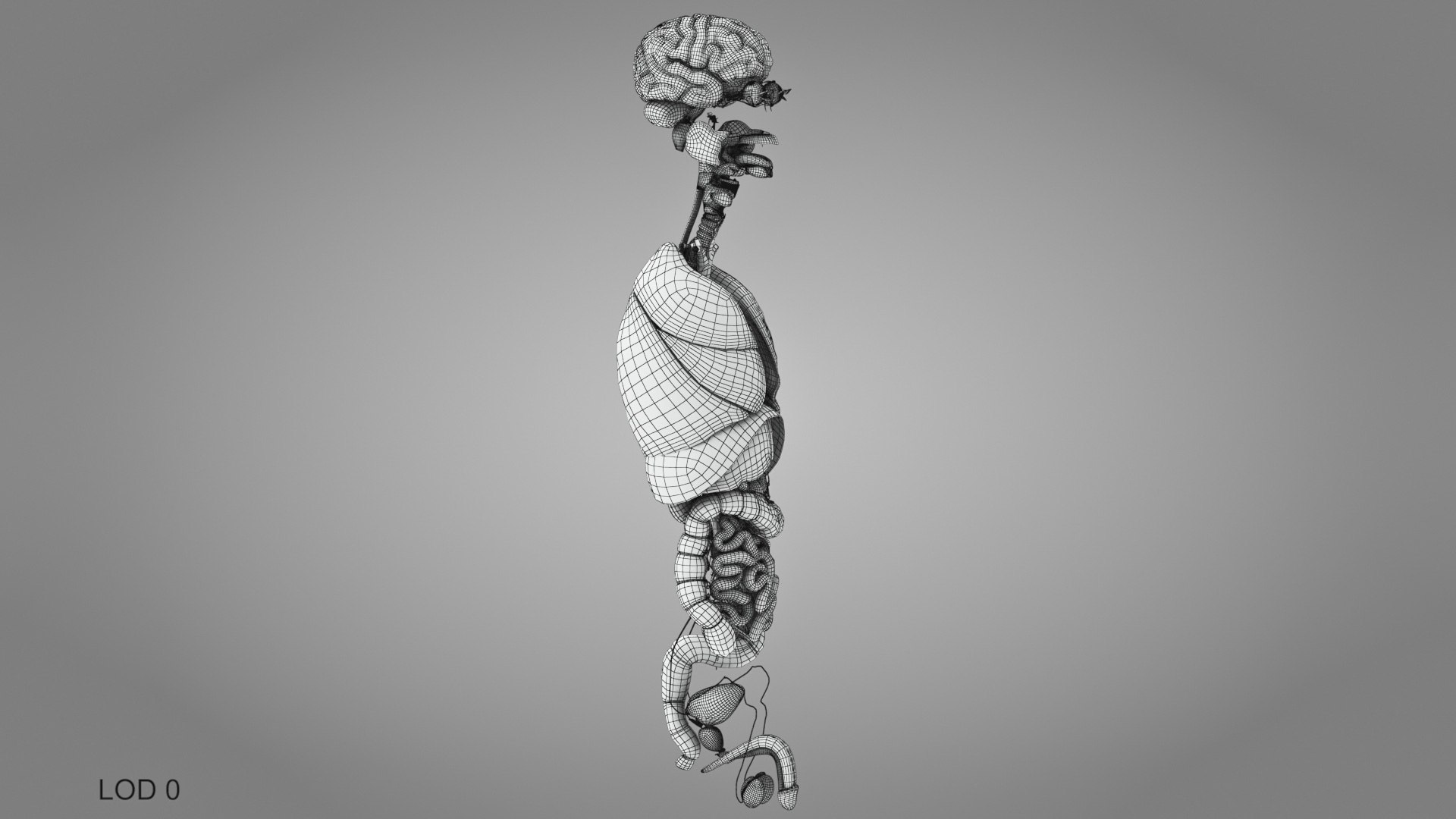 10 Anatomical human organs in body 3D model https://p.turbosquid.com/ts-thumb/yq/FXPsuU/PJ/humanorgansheartliverstomachbrain_00027/jpg/1657712271/1920x1080/fit_q87/6f81ae0c4c308dbfc27ef18e47d0a4db4ded5f42/humanorgansheartliverstomachbrain_00027.jpg
