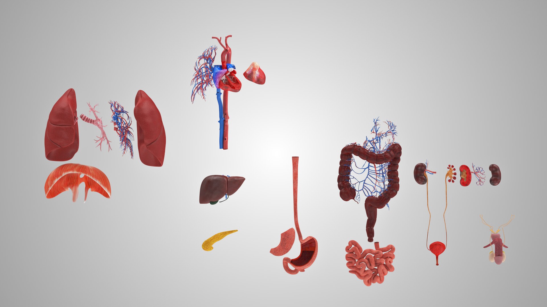 10 Anatomical human organs in body 3D model https://p.turbosquid.com/ts-thumb/yq/FXPsuU/PU/humanorgansheartliverstomachbrain_00044/jpg/1657712150/1920x1080/fit_q87/175d08666a0194f888c5544f31bda036a764aeeb/humanorgansheartliverstomachbrain_00044.jpg