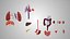 10 Anatomical human organs in body