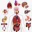 10 Anatomical human organs in body