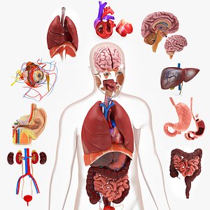 10 Anatomical human organs in body