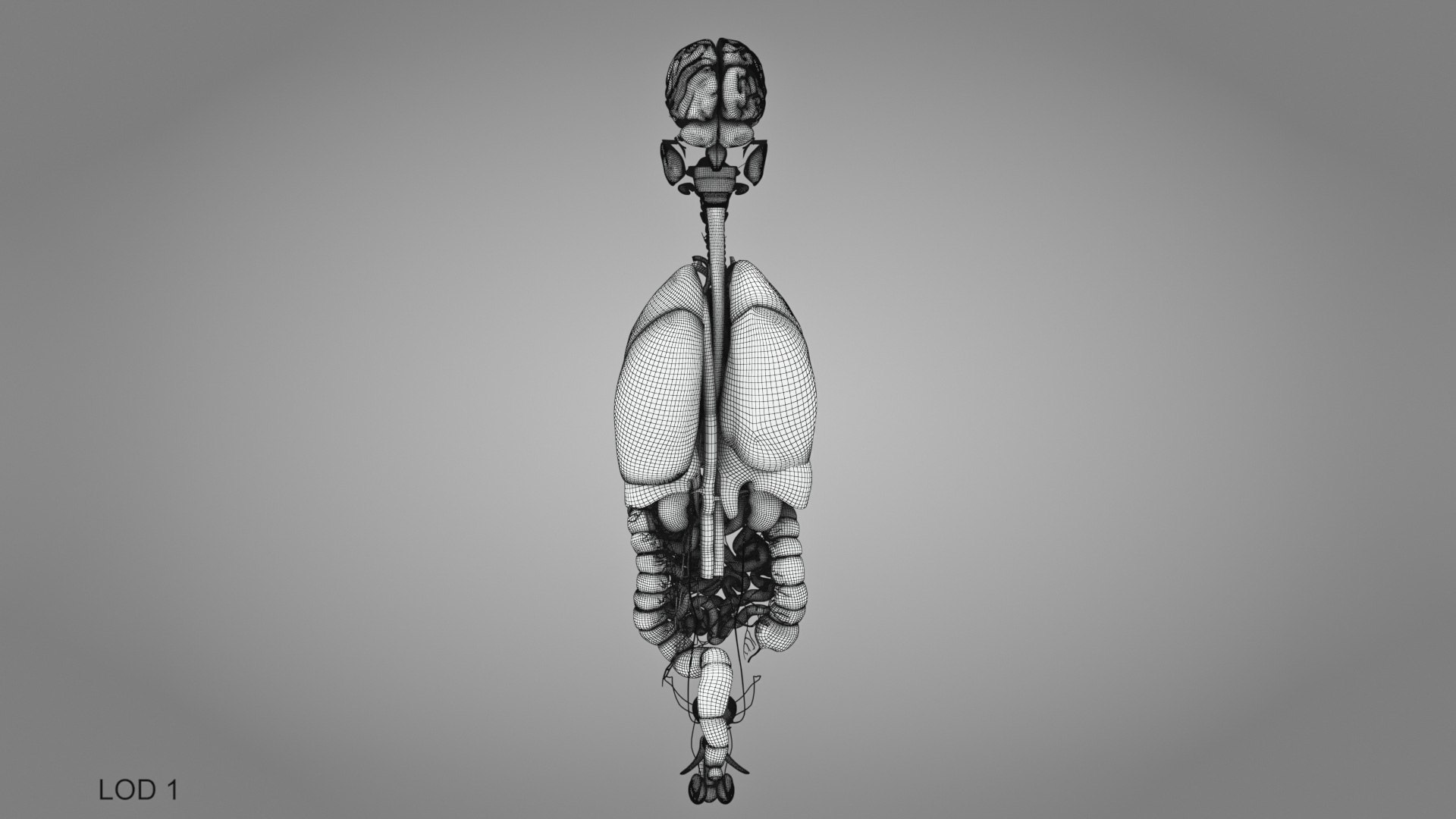 10 Anatomical human organs in body 3D model https://p.turbosquid.com/ts-thumb/yq/FXPsuU/Sd/humanorgansheartliverstomachbrain_00026/jpg/1657712270/1920x1080/fit_q87/4f0ec1ce7e7a51eaddd2bcfece73c4fabf31df09/humanorgansheartliverstomachbrain_00026.jpg