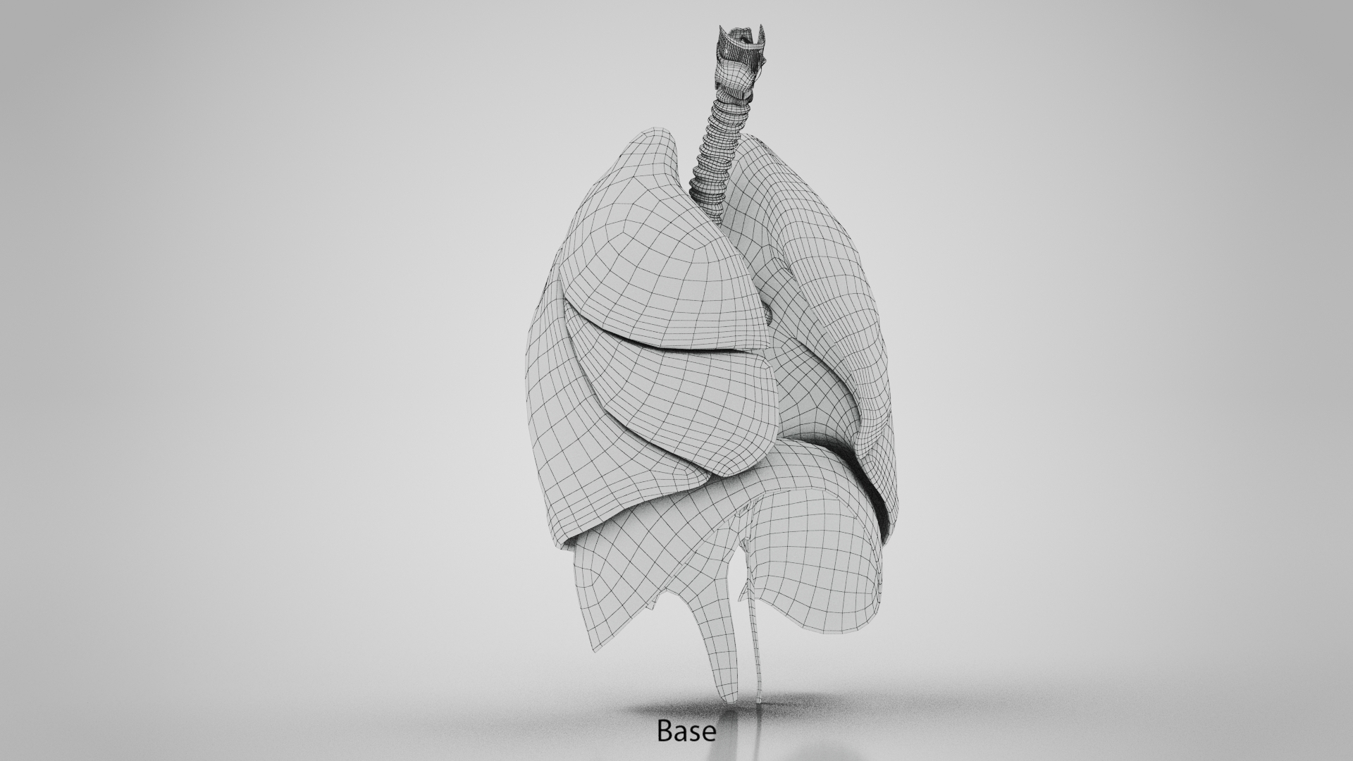 10 Anatomical human organs in body 3D model https://p.turbosquid.com/ts-thumb/yq/FXPsuU/T1/wire/jpg/1657710715/1920x1080/turn_fit_q99/b54836d0263a4cb7354b1c6735eb53f12c1e7690/wire-1.jpg