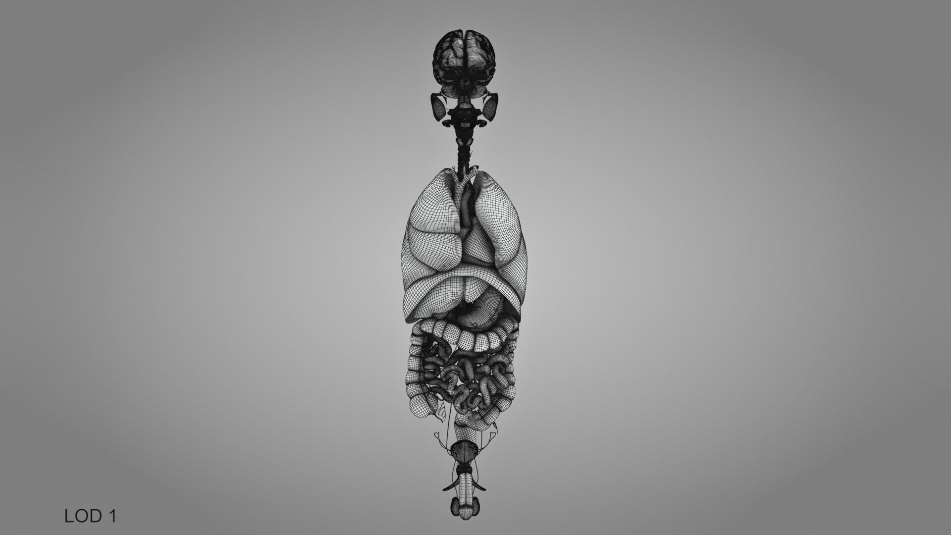 10 Anatomical human organs in body 3D model https://p.turbosquid.com/ts-thumb/yq/FXPsuU/Uv/humanorgansheartliverstomachbrain_00030/jpg/1657712273/1920x1080/fit_q87/3ec25e89f8e31044407d758b24fd97e626007014/humanorgansheartliverstomachbrain_00030.jpg