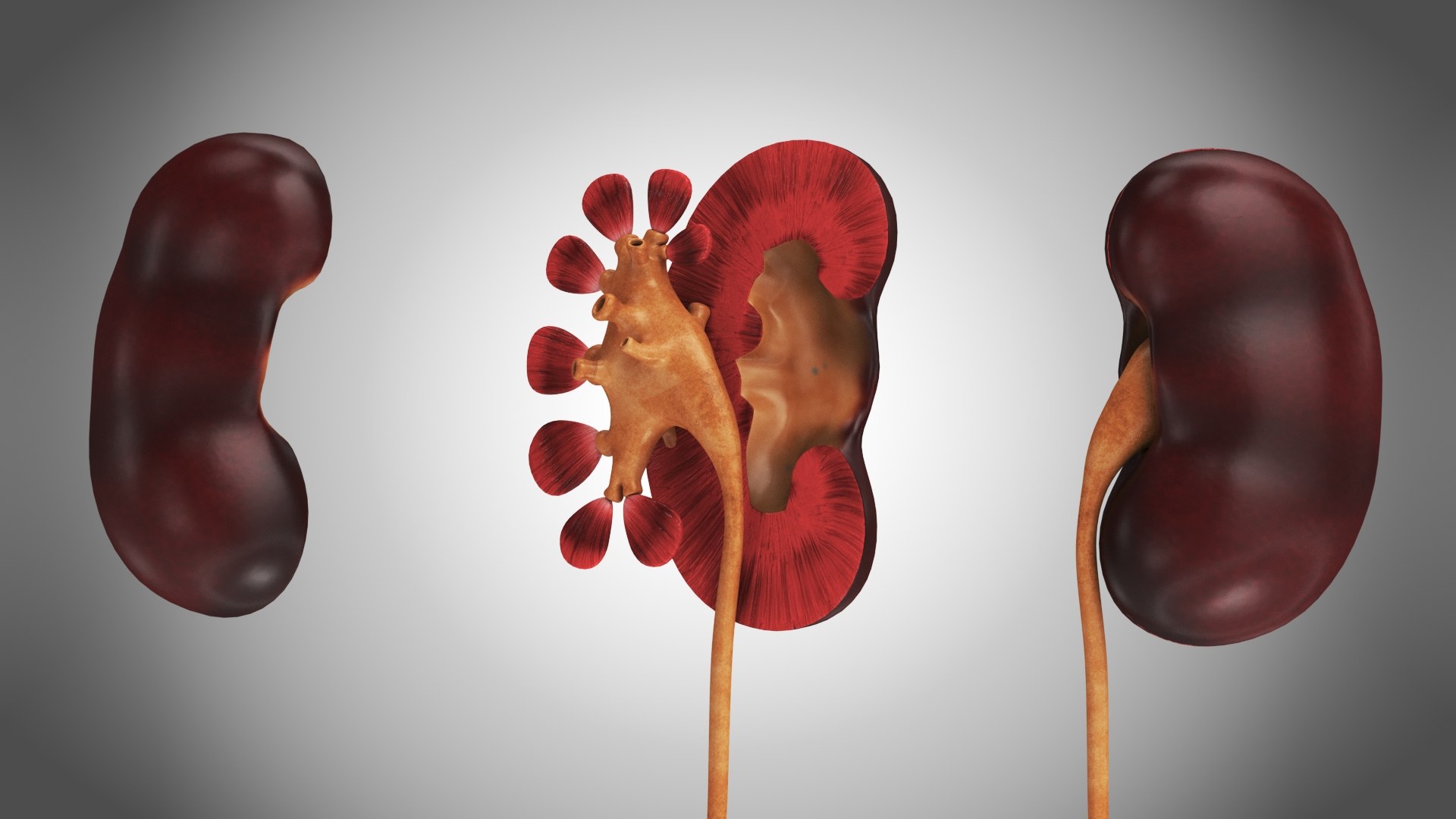 10 Anatomical human organs in body 3D model https://p.turbosquid.com/ts-thumb/yq/FXPsuU/Y6/kidneywithanatomiccut1/jpg/1657717833/1920x1080/fit_q87/0375016004163d36151a7d3c55446fe6fd68394b/kidneywithanatomiccut1.jpg
