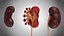 10 Anatomical human organs in body