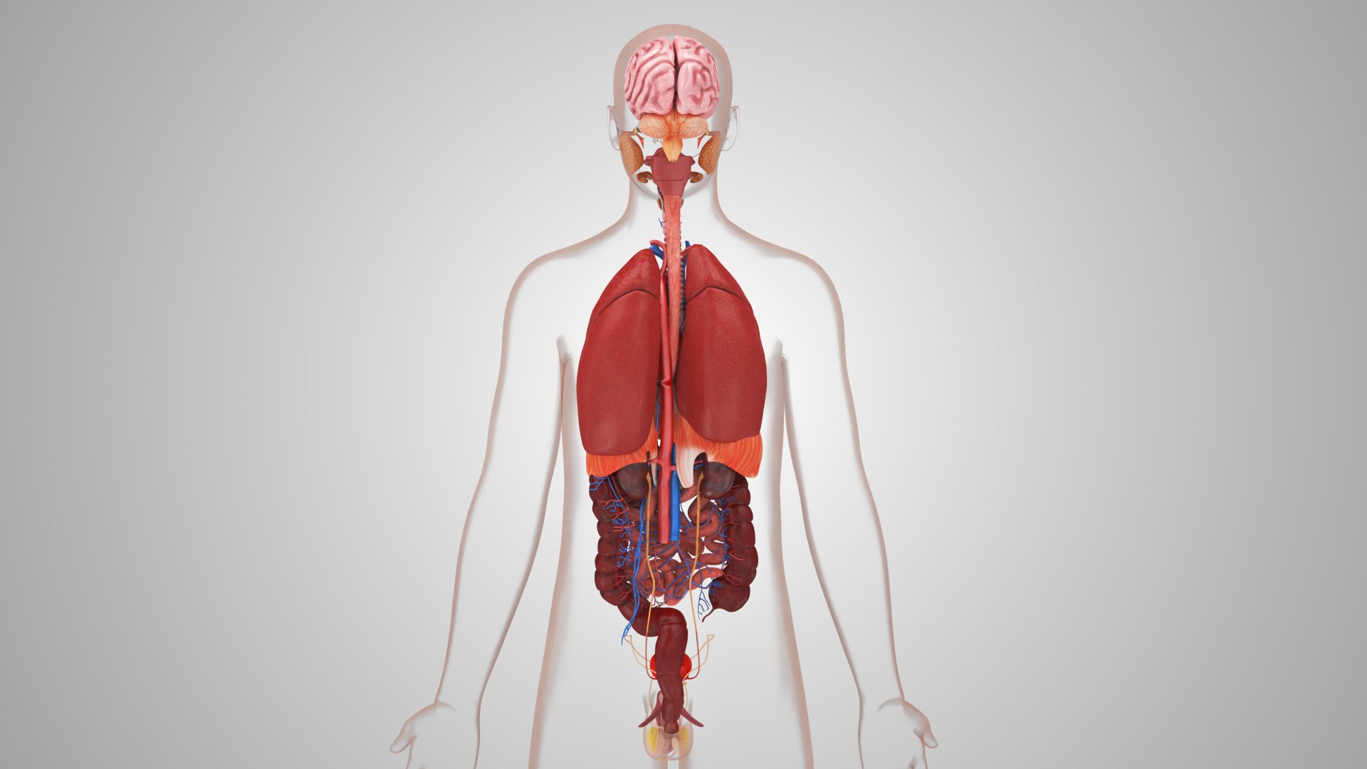 10 Anatomical human organs in body 3D model https://p.turbosquid.com/ts-thumb/yq/FXPsuU/Yi/humanorgansheartliverstomachbrain_00038/jpg/1657712147/1920x1080/fit_q87/fbc59d4a5fc25e77ec5e05339b5c414cef89b505/humanorgansheartliverstomachbrain_00038.jpg