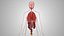 10 Anatomical human organs in body