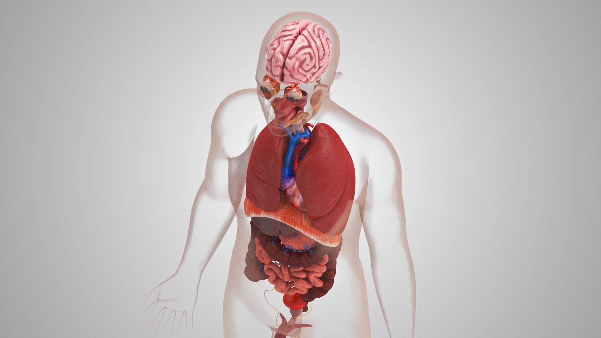 10 Anatomical human organs in body 3D model https://p.turbosquid.com/ts-thumb/yq/FXPsuU/cd/humanorgansheartliverstomachbrain_00033/jpg/1657712144/1920x1080/fit_q87/fcf773c4614e3e3bfa9793f52a3a192258e9d649/humanorgansheartliverstomachbrain_00033.jpg