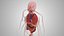 10 Anatomical human organs in body