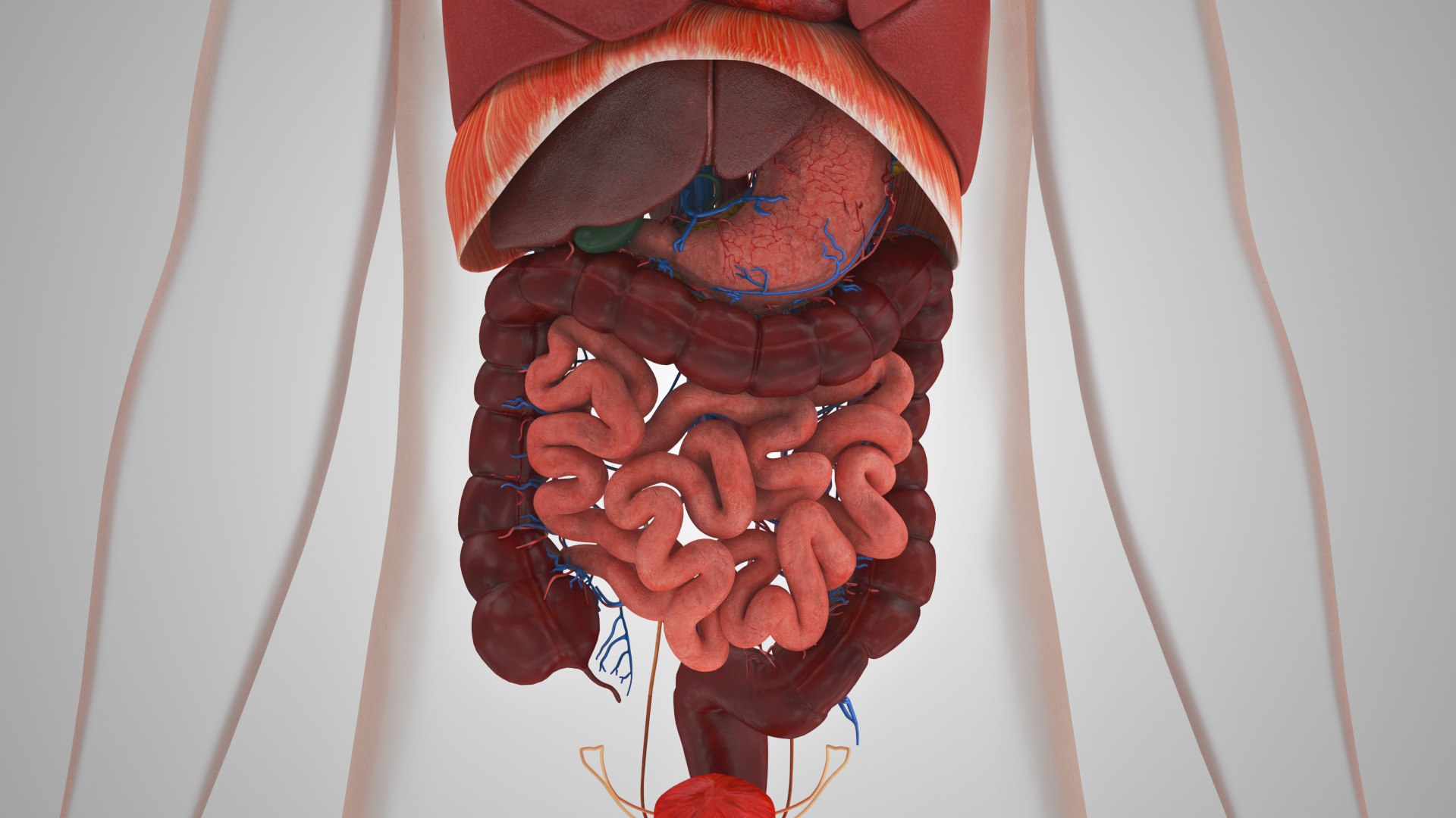 10 Anatomical human organs in body 3D model https://p.turbosquid.com/ts-thumb/yq/FXPsuU/eE/humanorgansheartliverstomachbrain_00037/jpg/1657712147/1920x1080/fit_q87/38f73f9a55d3f1639e02779b133c3c9098fee152/humanorgansheartliverstomachbrain_00037.jpg